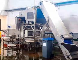 1  -  Línea de envasado de moluscos